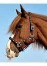 Недоуздок "Active Horses" - АПІ